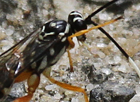 Cryptanura banchiformis